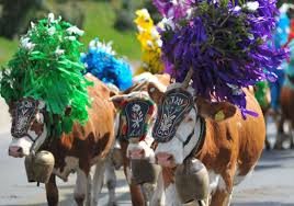 Il bestiame veniva trasferito nei pascoli in. Transumanza 2019 Le Feste Degli Alpeggi Tutti Gli Appuntamenti Di Questo Affascinante Viaggio Familygo