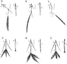 Image result for Stipagrostis