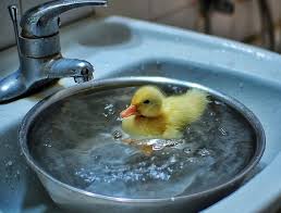 Can someone explain why this baby duck is yellow? Consuelo Davalos Aienda Profile Pinterest