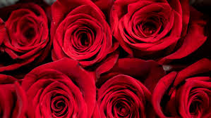 Maybe you would like to learn more about one of these? Avas Flowers In Mahwah Nj Settles With Attorney General S Office