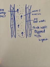 Maybe you would like to learn more about one of these? Bi1 2 14 Xylem Flashcards Quizlet