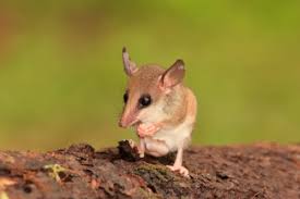 Image result for Crossopetalum mossambicense