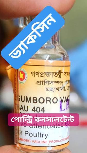 Gumboro Vaccine