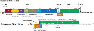 Hepatitis E Virus Mutations Functional And Clinical Relevance Ebiomedicine
