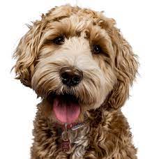 Labradoodle Puppies For Sale Adoptapet Com