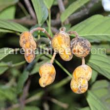 Image result for Capparis citrifolia