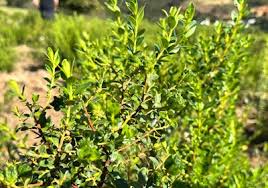 Image result for Buchnera nuttii