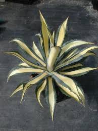 Image result for Alectra picta