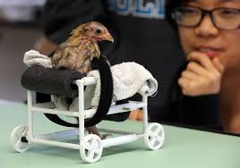 3-D Printers in School