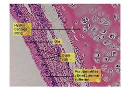 It is the part of respiratory systems. Trachea Histology Labeled Google Search Respiratory System Histology Slides Medical Science
