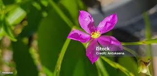 Image result for Talinum fruticosum