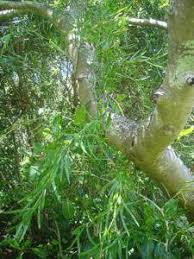 Image result for Asparagus falcatus