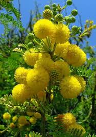 They may be single blossoms or small bunches. 230 Best Yellow Flowers Names Ideas Yellow Flowers Names Yellow Flowers Perennials