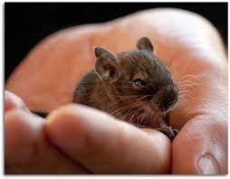 Baby Degu Rossana C Cute Animal Pictures Cute Animals Degu