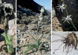 Image result for Chlorophytum subpetiolatum