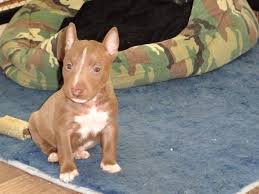 bullterrier puppy dogs bull terrier puppy i love dogs bull terrier