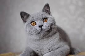 Pin By Gulcin Eker On British Cats Cats Kitty Animals