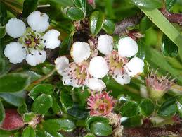 Image result for Cotoneaster microphyllus