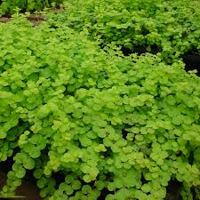 Image result for Lysimachia