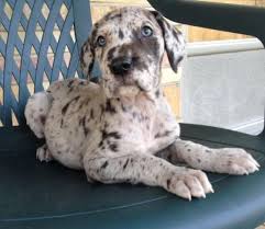 It's important to realize that your puppy will not actually want to limit activity, since great dane puppies are also naturally exuberant. Akc Great Dane Puppies Ready To Go 8 Weeks Old For Sale In Fort Wayne Indiana Classified Americanlisted Com