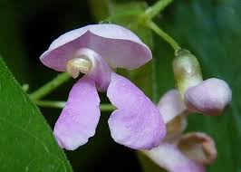 Image result for Phaseolus