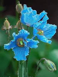 Pin On Stunning Colors To Explore