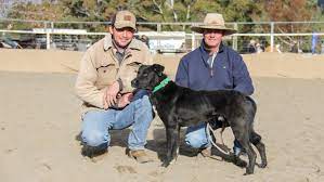 The 7000 Top Price Dog Riv Offered By Chris Edmunds Bathurst And Purchased By Steve Reibel Merriwa Working Dogs Dogs Old Dogs