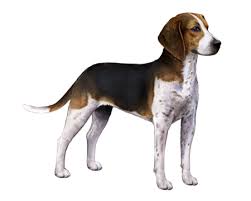 Image result for Harrier dog