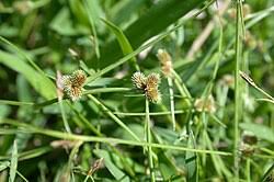 Image result for Lipocarpha rehmannii