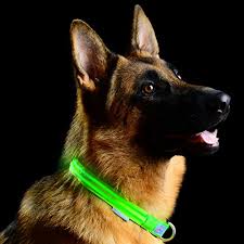 Pet Industries Led Dog Collar Indepth Review Dog Products Guide