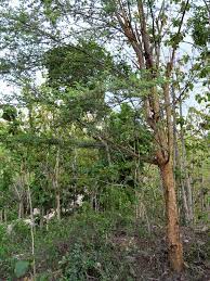 Biasanya warna bunga yang dihasilkan tumbuhan ini adalah berwarna pink keunguan, akan mempercantik rumahmu jika bonsai ini dipasang sebagai hiasan. Klampis Wikipedia Bahasa Indonesia Ensiklopedia Bebas