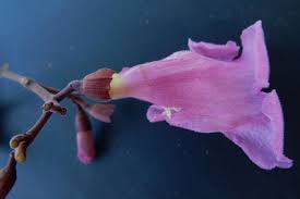 Image result for Rhaptopetalum roseum