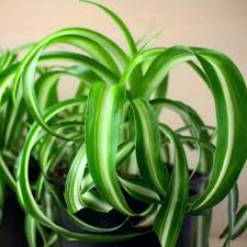 Image result for Chlorophytum hirsutum