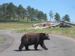 Much like their lighter counterparts, black bears have been documented as making their way into the mount rushmore state, most likely because they got separated from their pack and are searching for food. Pin On I Ve Been There
