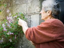 Leaf spot caused by calophoma clematidina image: How To Winterize Clematis Vines Lovetoknow