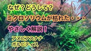 ミクロソリウムが枯れる ミクロソリウムやアヌビアスナナが育たない原因と対策を解説 Youtube
