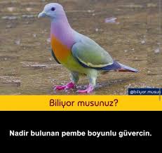Feride E Adli Kullanicinin B Panosundaki Pin Hayvanlar Biliyor Muydunuz
