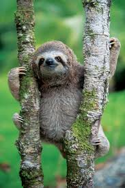 This Is What It S Like To Work At A Sloth Institute Cute Baby Sloths Cute Sloth Pictures Costa Rica Animals