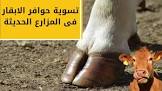 Nasr Vet