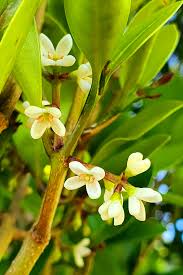 Image result for Chionanthus foveolatus