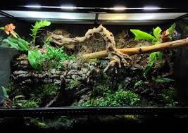Vivarium I Have Created Terrarium Plants Terrarium Green Trees