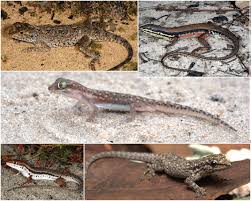 Image result for Orthochilus aurantiacus