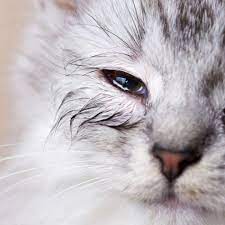 Ada berbagai macam penyakit yang bisa diderita anaknya kucing, salah satunya adalah mata yang sakit. 8 Cara Mengobati Sakit Mata Pada Kucing Yang Ampuh Pintarpet