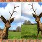Willow Reindeer Weaving Workshop event image