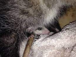 Baby Opossum Peeking Out From His Mom S Pouch Tammi Opossum Awesome Possum Baby Opossum