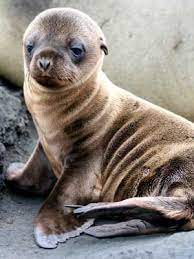 Sea Lion Information Sea Lion Facts And Information Cute Animals Baby Sea Lion Baby Animals