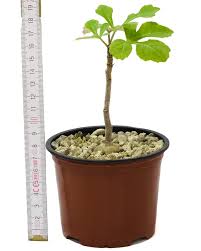 Image result for Cussonia spicata