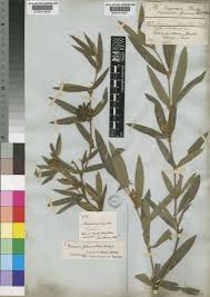 Image result for Eriosema laurentii