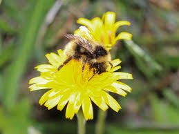 Image result for Bombus flavidus