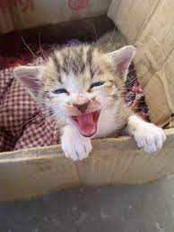 What Are Some Idioms Proverbs Or Sayings Involving Animals In Your Language Quora